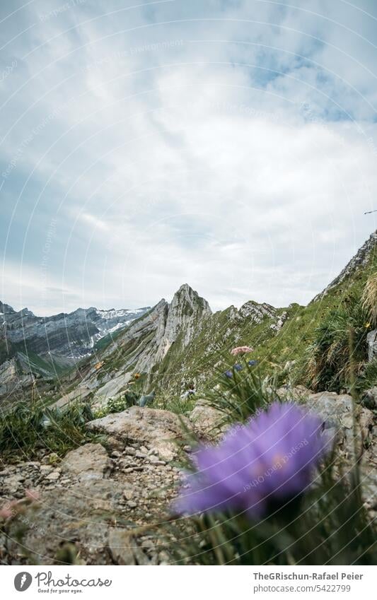 Blume vor Bergen in dem Alpstein Aussicht Panorama (Aussicht) Berge u. Gebirge Himmel Wolken wanderland Appenzellerland Gras Steine Felsen laufen wandern