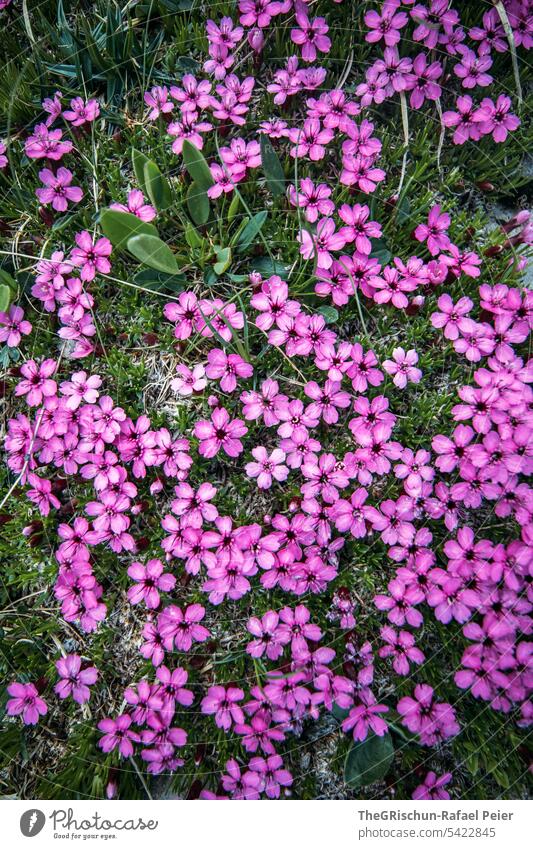 Detailaufnahme Rosa Blume rosa grün Blüte Pflanze schön Natur Farbfoto Blühend Menschenleer natürlich Nahaufnahme Schwache Tiefenschärfe Blumen Alpen