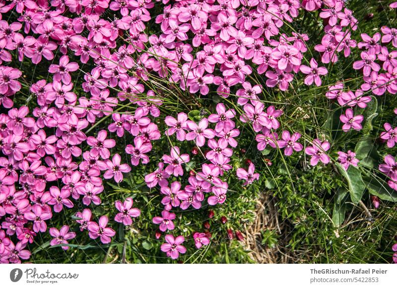 Detailaufnahme Rosa Blume rosa grün Blüte Pflanze schön Natur Farbfoto Blühend Menschenleer natürlich Nahaufnahme Schwache Tiefenschärfe Blumen Alpen