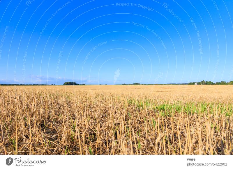 Blick über ein abgeerntetes Weizenfeld bei Inningen in Bayern mit strahlend blauem Himmel hell Müsli Hafer Roggen Stoppelfeld Ansicht landwirtschaftlich Gerste