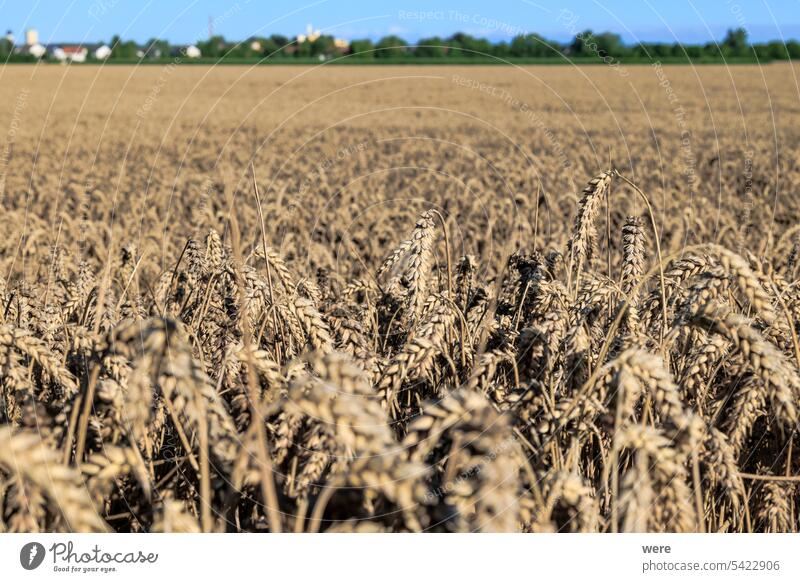 Blick über ein Weizenfeld bei Inningen in Bayern mit strahlend blauem Himmel hell Müsli Hafer Roggen Stoppelfeld Ansicht landwirtschaftlich Gerste Textfreiraum