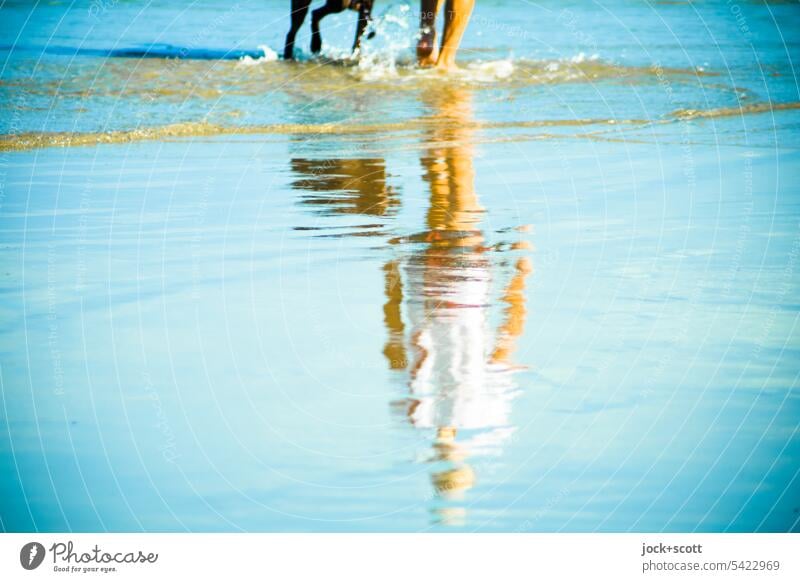Spaziergang am Strand mit Hund Frau Reflexion & Spiegelung Ferien & Urlaub & Reisen Erholung Mensch Wasseroberfläche Silhouette Südpazifik Australien