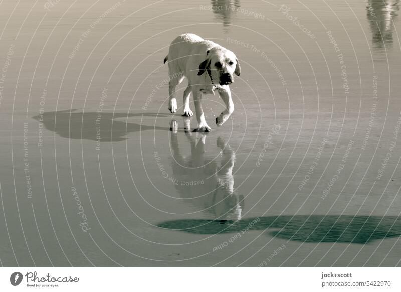 mit Hund am Strand Tier Reflexion & Spiegelung Schatten Silhouette Kontrast Monochrom Schwarzweißfoto Tierporträt Gassi gehen Ferien & Urlaub & Reisen