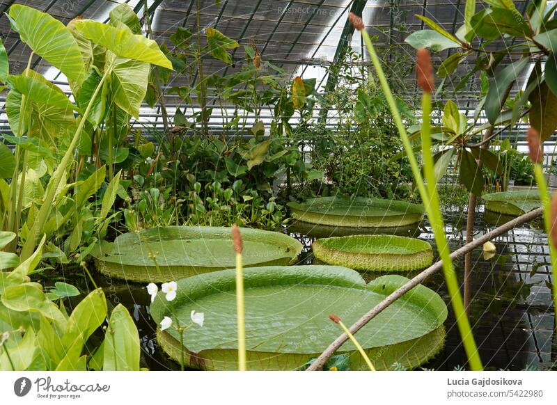 Die Santa-Cruz-Seerose, die auf Lateinisch Victoria cruziana heißt, steht in einer Reihe auf einem Teich im botanischen Garten. Sie sind von verschiedenen tropischen Pflanzen umgeben. Sie werden in einem Gewächshaus kultiviert.