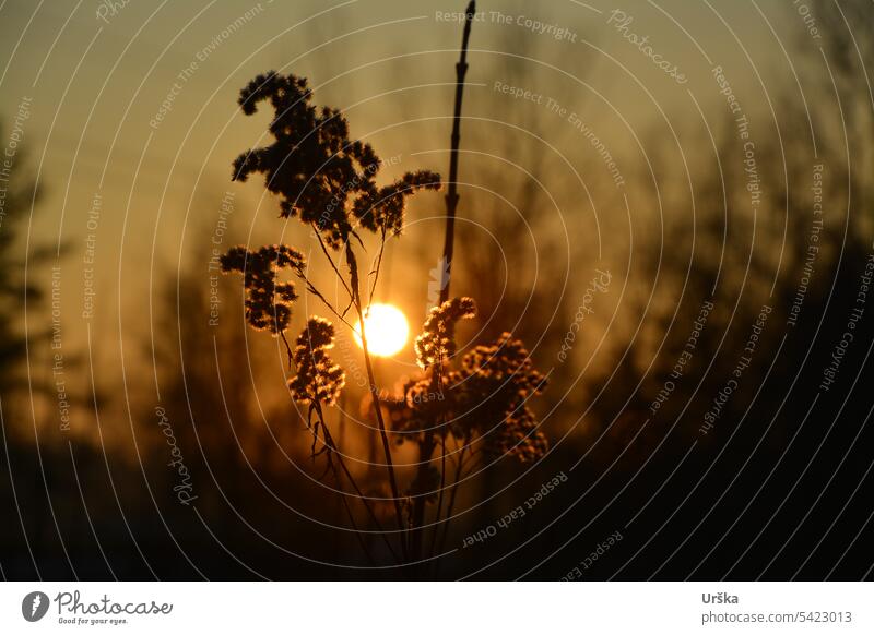 Silhouette einer Wiesenpflanze im Sonnenuntergang Pflanze dunkel Abend Natur Menschenleer Farbfoto