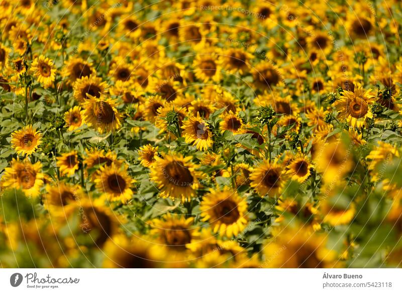 Sonnenblumen in einem Getreidefeld, die im Sommer in der Sonne wachsen, mit ihren grünen Stängeln und Blättern und mit ihren großen gelben Blütenblättern. Land- und Ernährungswirtschaft in der Nähe von San Esteban de Gormaz, Soria, Spanien.
