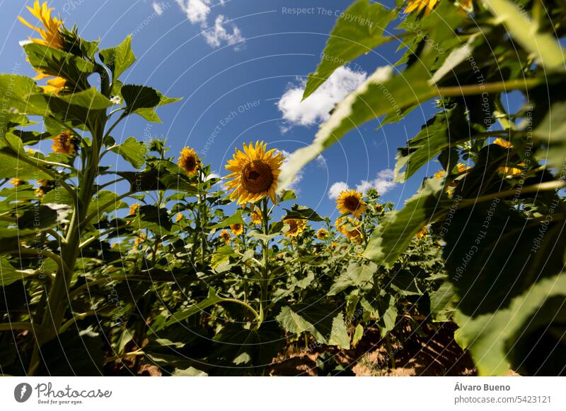 Sonnenblumen in einem Getreidefeld, die im Sommer in der Sonne wachsen, mit ihren grünen Stängeln und Blättern und mit ihren großen gelben Blütenblättern. Land- und Ernährungswirtschaft in der Nähe von San Esteban de Gormaz, Soria, Spanien.