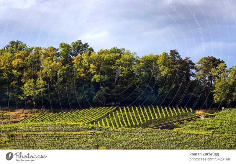 Weinberg im sanften Abendlicht an einem bewaldeten Hügel Weinbau grün Weingut Nutzpflanze Natur Landschaft Weinrebe Sommer Wald streifen Muster Linien
