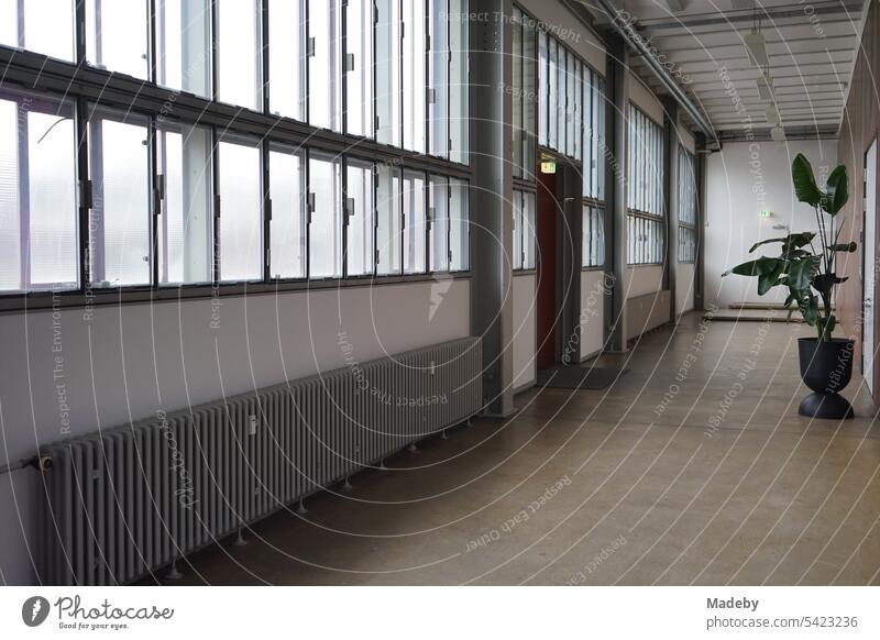 Langer Gang mit dekorativer Topfpflanze neben den Ausstellungsräumen am Schacht XII der Zeche Zollverein in Essen im Ruhrgebiet in Nordrhein-Westfalen in Deutschland