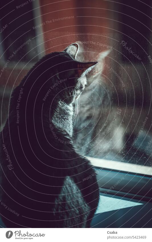 Graue Katze sitzt auf der Fensterbank und schaut aus dem Fenster Sitzen Blick Aussehen Fenstersims grau im Innenbereich Kätzchen Katzenbaby Haustier katzenhaft