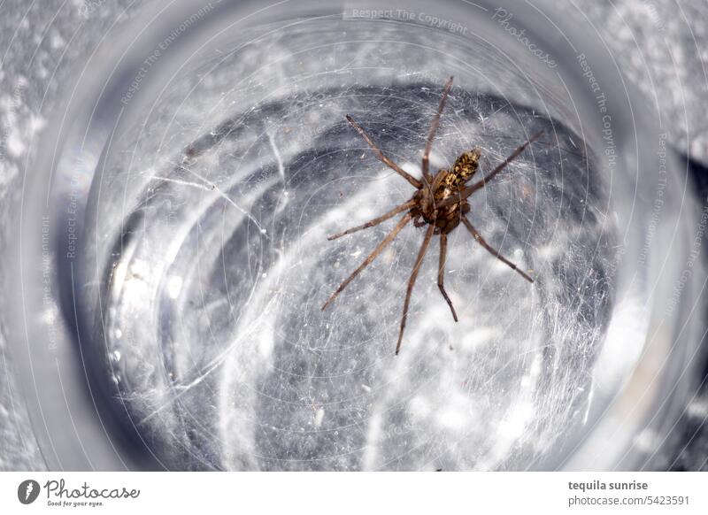 Spinne in Glas Tier Spinnennetz Einmachglas Balkon haustier Reflektion einsiedlerisch Einsiedler ungebetener gast