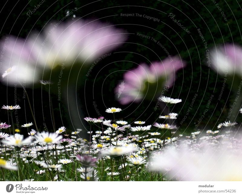 Gänseblümchen Südfrankreich Blumenwiese Sommer