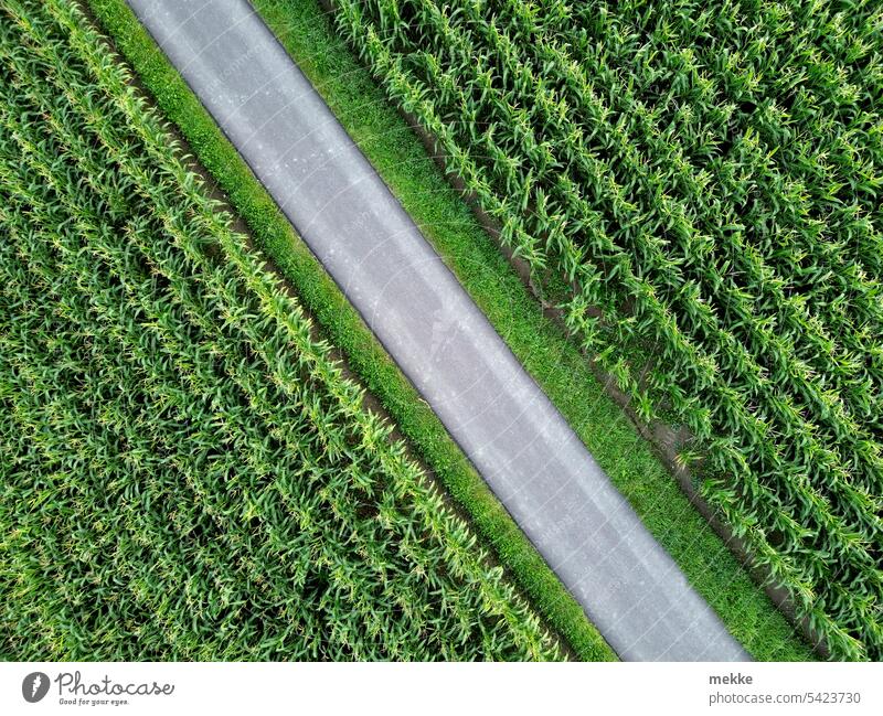 asphaltierter Feldteiler Feldweg Mais Maisfeld Landwirtschaft Straße getrennt geteilt grün Schneise Nutzpflanze Weg Ackerbau Lebensmittel Pflanze Sommer