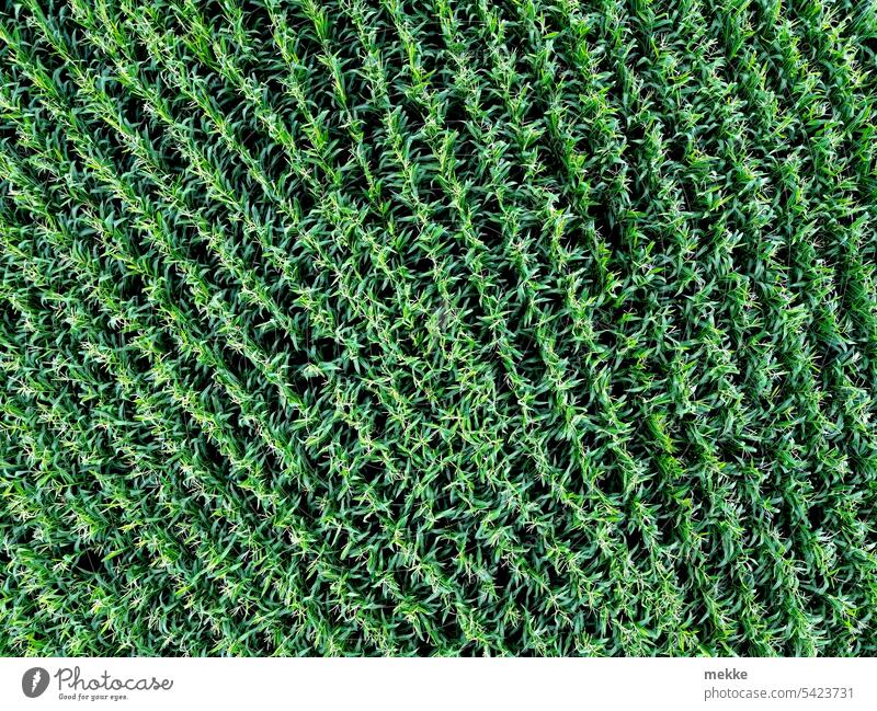 Fugenlose Maßarbeit Mais Maisfeld Landwirtschaft Feld grün Nutzpflanze Ackerbau Lebensmittel Pflanze Sommer Wachstum Ernte Ernährung ökologisch Umwelt Linien