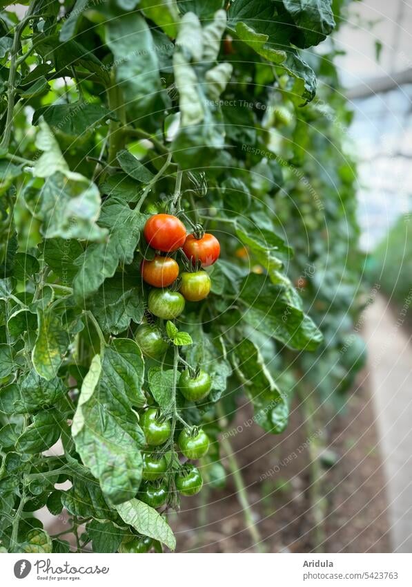Rote und grüne Cocktailtomaten an einem Tomatenstrauch im Gewächshaus Strauchtomaten reif unreif rot Gemüse Ernährung Lebensmittel frisch Bioprodukte Gesundheit