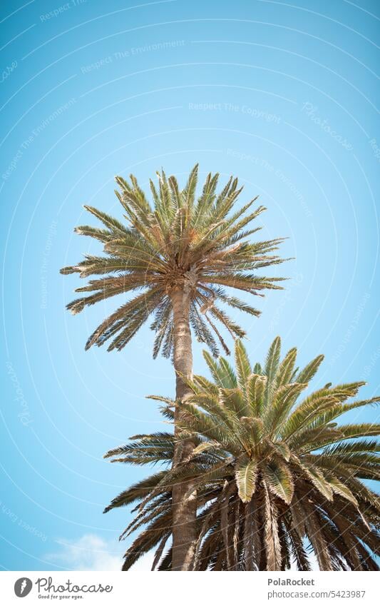 #A0# Palmental relax Fuerteventura Urlaubsstimmung Natur Palmenwedel grün Urlaubsfoto Pflanze Ferien & Urlaub & Reisen Palmendach Palmenstrand Außenaufnahme