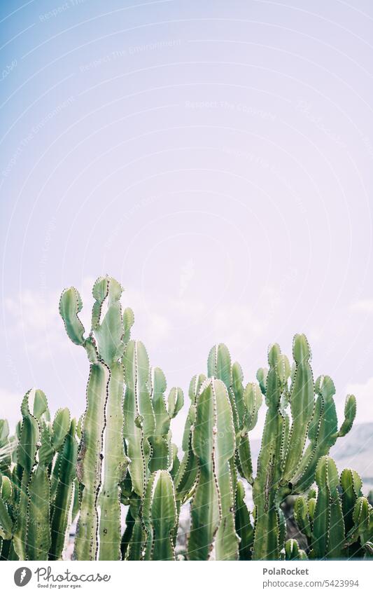 #A0# Kaktus Himmel Kakteen Kaktusfeld kaktuspflanze Kakteenstacheln Kakteengewächse grün mediterran Pflanze Wüste Stachel stachelig dornig karg Sukkulenten warm
