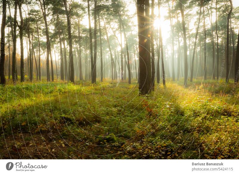 Das Glühen der Sonne im nebligen Herbstwald Nebel Baum Wald Holz Natur Licht Landschaft Sonnenlicht Strahl Rochen Blatt fallen Saison Sonnenstrahlen Morgen