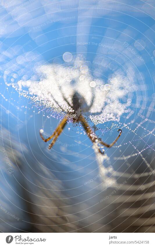 Wespenspinne in Ihrem Netz mit Tautropfen Spinnennetz Tropfen Sonne Reflexion & Spiegelung Himmel Wassertropfen Makroaufnahme Natur nass Nahaufnahme