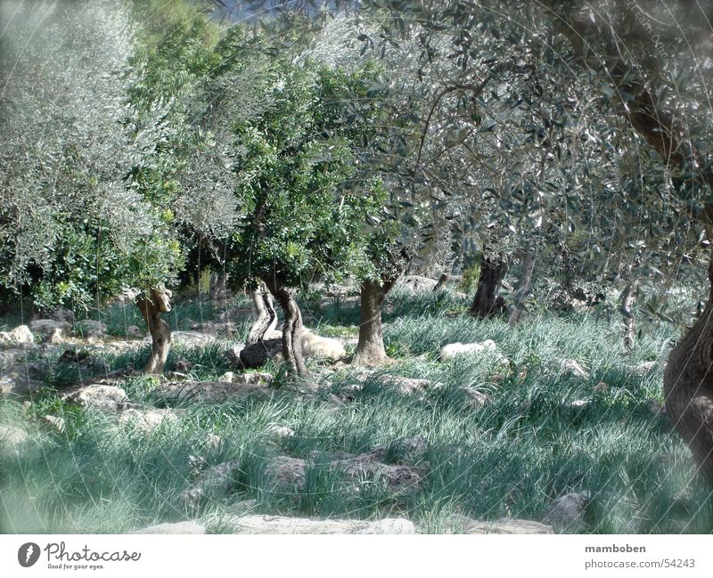 Olivenhain Wäldchen Mallorca Italien mediterran Balearen Toskana Wald Schaf Lamm Natur