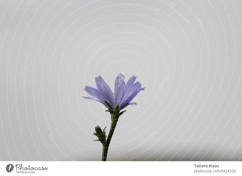 Gemeine Wegwarte lila Blume Blüte Zichorie Blütenkörbchen Profil violett Sommer Nahaufnahme blühend grauer Hintergrund trist Menschenleer