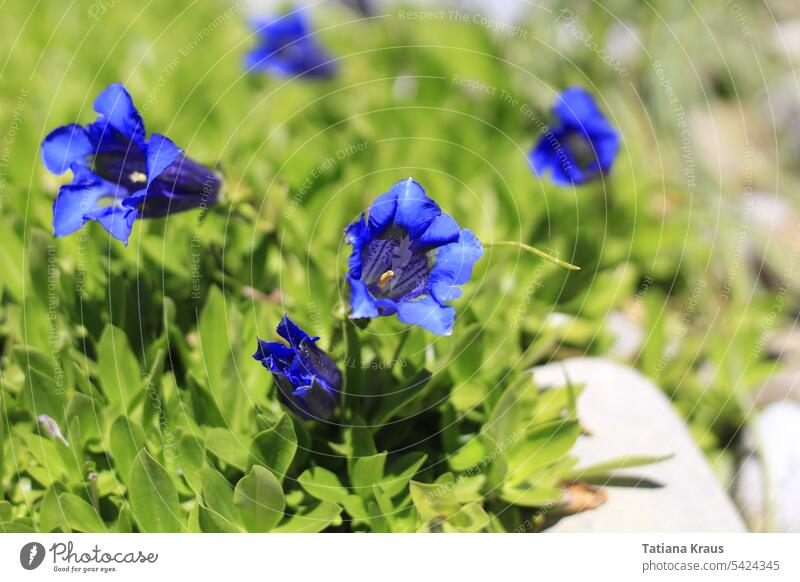 Enzian blau Blüte grün Pflanze Blume Nahaufnahme Frühling Schnaps Außenaufnahme Natur