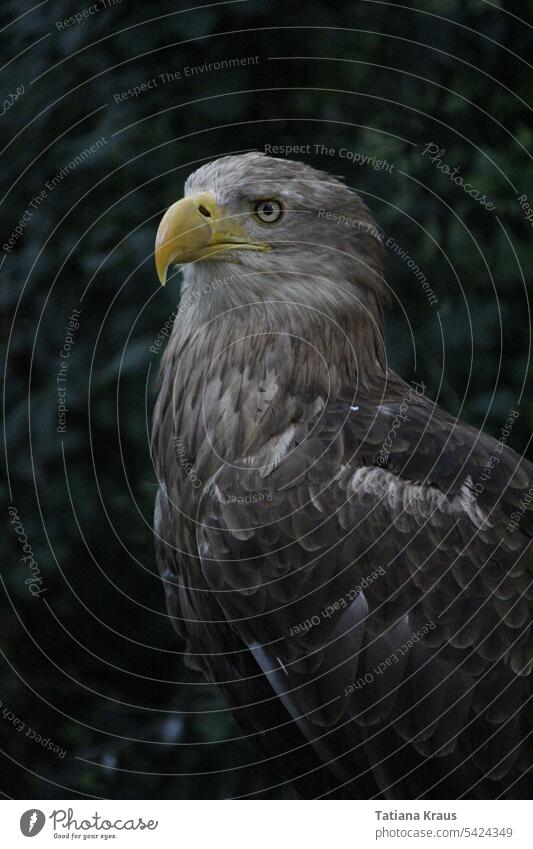 Adler Atemberaubend Stark gelb grau Tierpark
