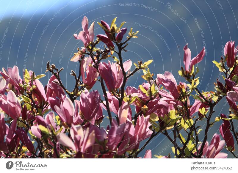 Magnolia Blume Magnolie Blüte Rose Pink Grün Sonnenschein