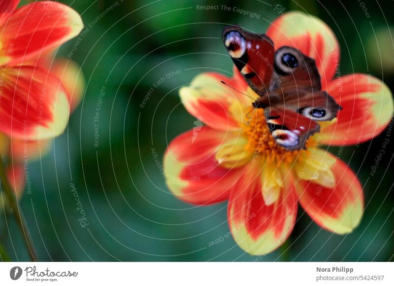 Schmetterling auf Blüte Pfauenauge Natur Insekt Makroaufnahme Tierporträt Pflanze Nahaufnahme Flügel klein Menschenleer filigran Detailaufnahme Fühler Farbfoto