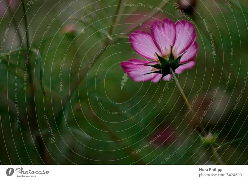Cosmea lila Gegenlichtaufnahme Natur Pflanze Blume Blüte Blühend Sommer Garten Farbfoto violett Außenaufnahme grün natürlich Schwache Tiefenschärfe Menschenleer