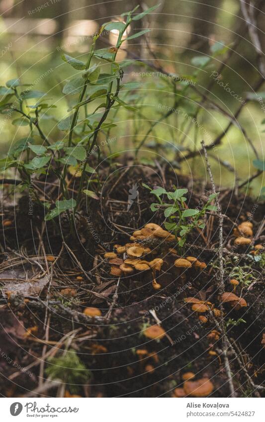 Pilze auf einem Baumstumpf Hypholoma Pilzhut Natur Wald Niederlassungen Heidelbeerblätter Nahaufnahme Pflanze Moos Baumruine