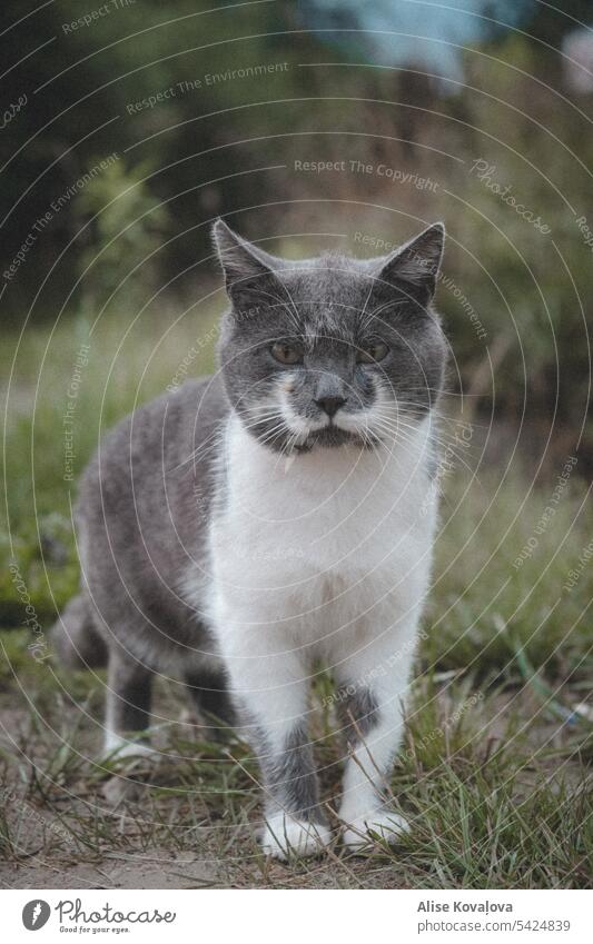 graue streunende Katze Porträt Porträts Katzenporträts Irrläufer in die Kamera schauen Haustiere Tier Ein Tier Farbbild Farbe Fotografie Katzenfoto graue Katze