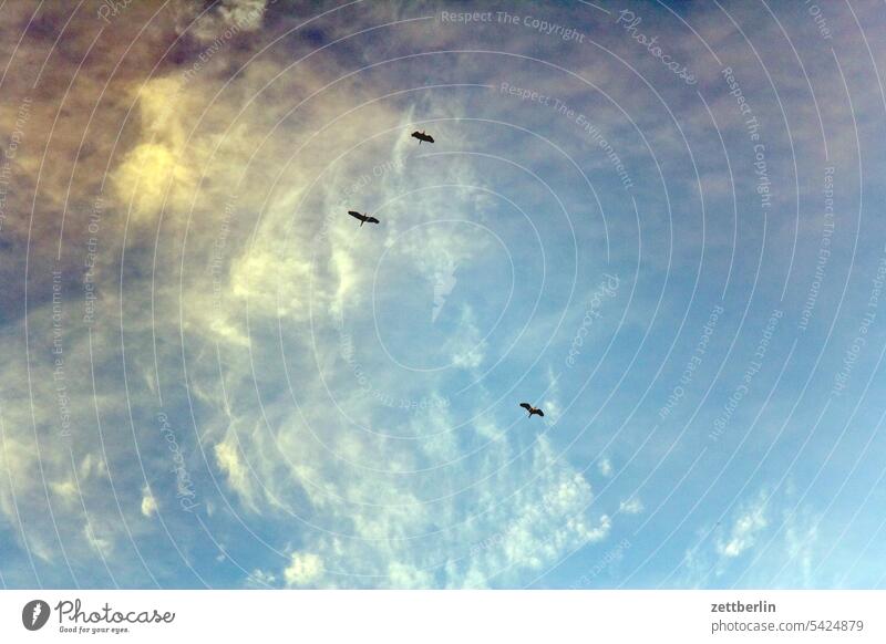 Fliegende Tiere am wolkigen Himmel himmel wolke abend dämmerung vogel fliegen drei trio flugbild zugvogel vogelzug ortsveränderung reise flugreise