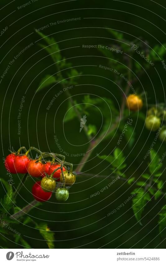 Noch mehr Tomaten rispe bio ökologisch reifegrad rot erntezeit herbst nachtschattengewächs zweig tomate tiefenschärfe textfreiraum strauch sommer