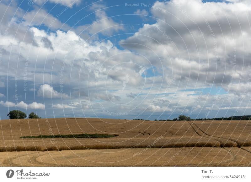 Feld im Sommer pommern Farbfoto Außenaufnahme Menschenleer Landschaft Tag Himmel Nutzpflanze Wolken Landwirtschaft Schönes Wetter Wachstum Ackerbau Sonnenlicht