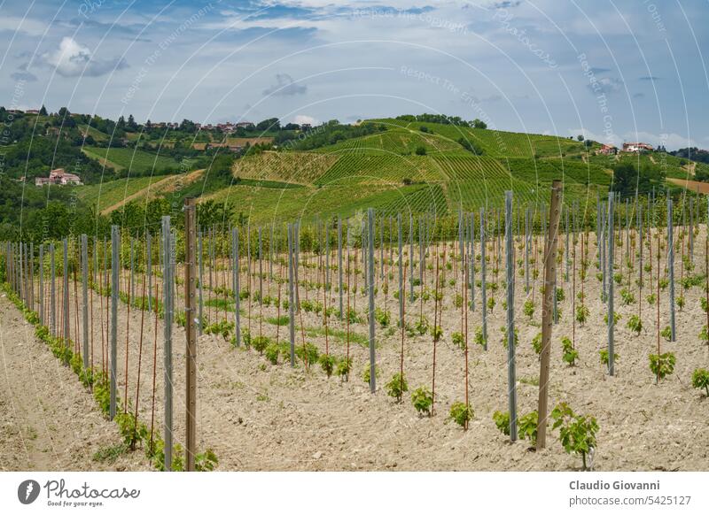 Die Hügel von Oltrepo Pavese im Juni. Weinberge Europa Italien Lombardei Montescano Montu Beccaria pavia Stradella Ackerbau Farbe Land Tag Bauernhof Feld grün