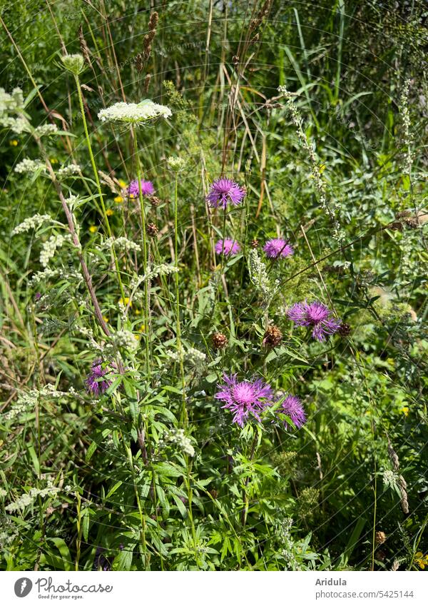 Flockenblume und Schafgarbe blühen auf einer wilden Wiese Natur Sommer Wildblumen Pflanze Blume Blüte Wildpflanze Blumenwiese lila violett