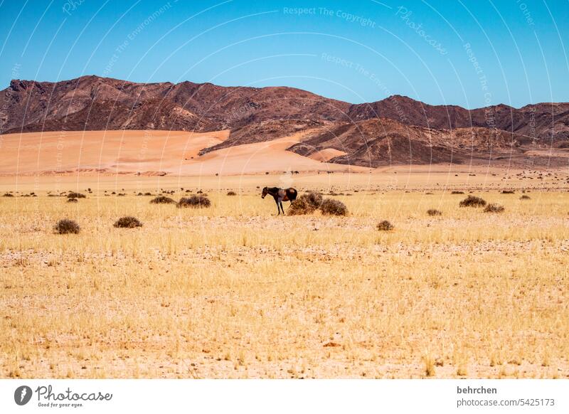 ein pferd Sand Pferd frei wild Wildpferde Wüste Afrika Namibia Abenteuer Einsamkeit Farbfoto Fernweh Ferne Außenaufnahme Landschaft Ferien & Urlaub & Reisen