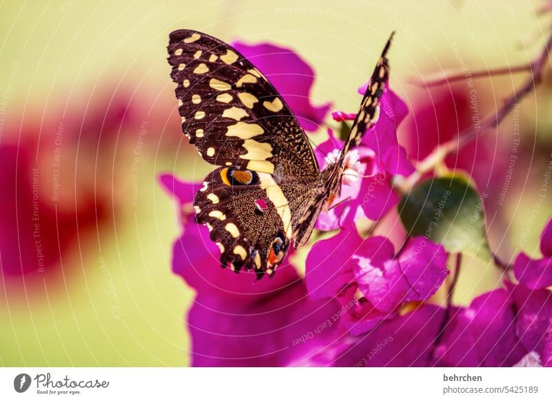 flatterhaft Tier zart klein hübsch Natur Schmetterling leicht Nektar Blüte Blume Sommer Pflanze Flügel Wildtier Duft fliegen schön Sonnenlicht Nahaufnahme