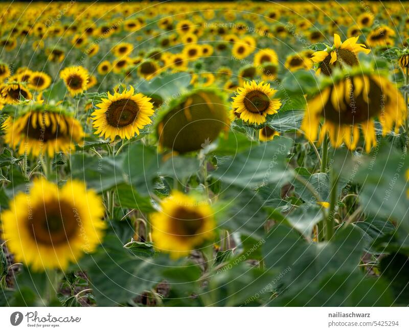 Sonnenblumenfeld Farbe Feldrand Trockenheit Außenaufnahme Dürre Dürrezeit Farbfoto reihen Sonnenuntergang Rheinland-Pfalz Idylle viele gelb Wachstum friedlich