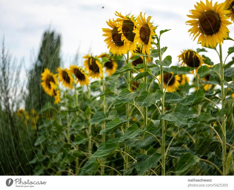 Sonnenblumenfeld reif Sonnenblumenöl Öl Energie blau Umwelt Landschaft Pflanze schön Nutzpflanze Himmel Gegenlicht Hügel Unendlichkeit Romantik Warmherzigkeit