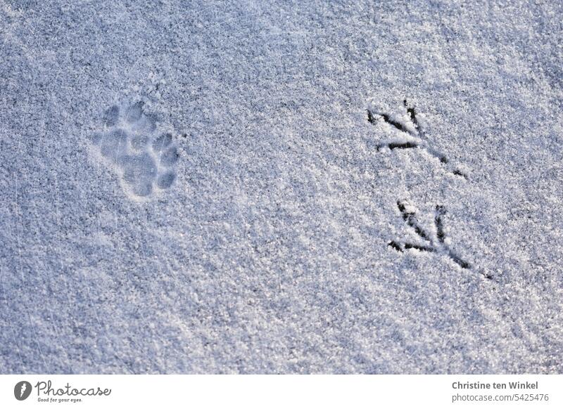 Tierspuren im Schnee Spuren im Schnee Pfotenabdruck Vogelspuren Schneespur weiß kalt Winter Schneedecke Wintertag Natur Winterstimmung Wetter Umwelt Fährte