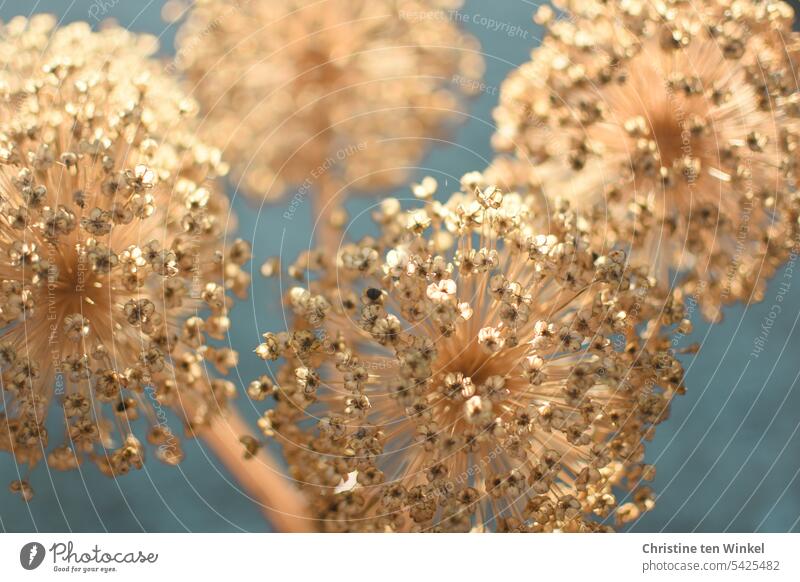 Zierlauch - verblüht und getrocknet anders besonders Allium Nahaufnahme ästhetisch Außenaufnahme Farbfoto Natur trocken Samenstand Sonnenlicht Samenkorn braun