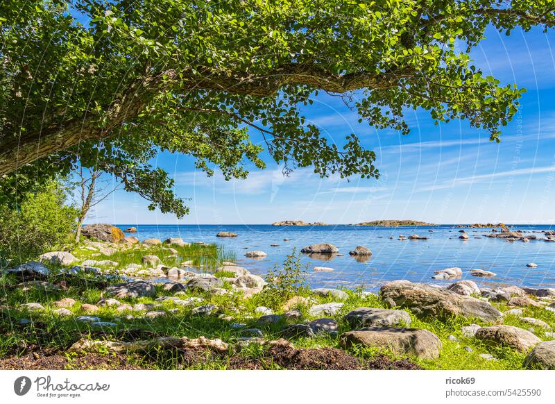 Ostseeküste mit Felsen und Baum auf der Insel Sladö in Schweden Västervik Küste Meer Schärengarten Schäreninsel Hasselö Landschaft Natur Wasser Stein grün