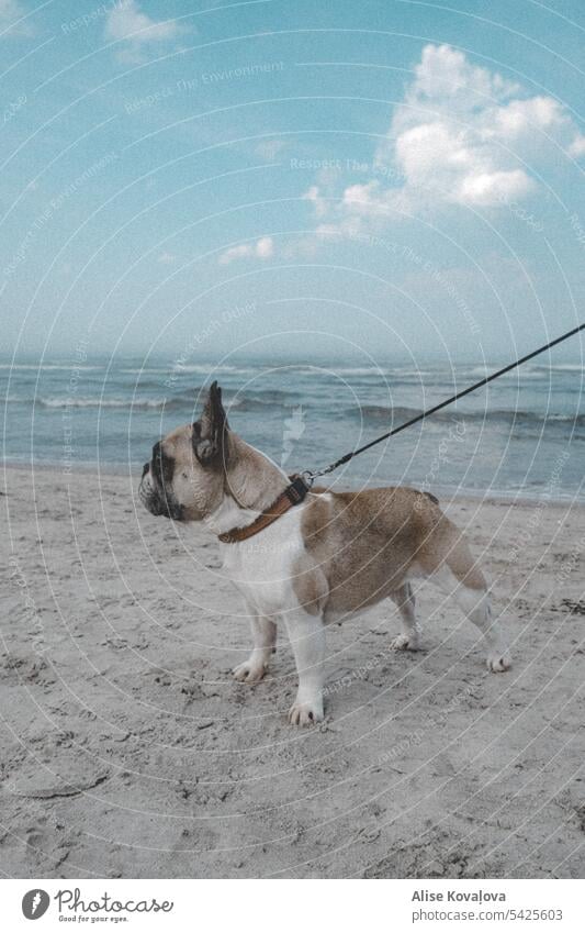 Hund am Meer MEER französische Bulldogge Zaunlatte Hundehalsband Hundeleine Hund an der Leine Meeresküste Sandstrand Wellen Spaziergang Tierporträt