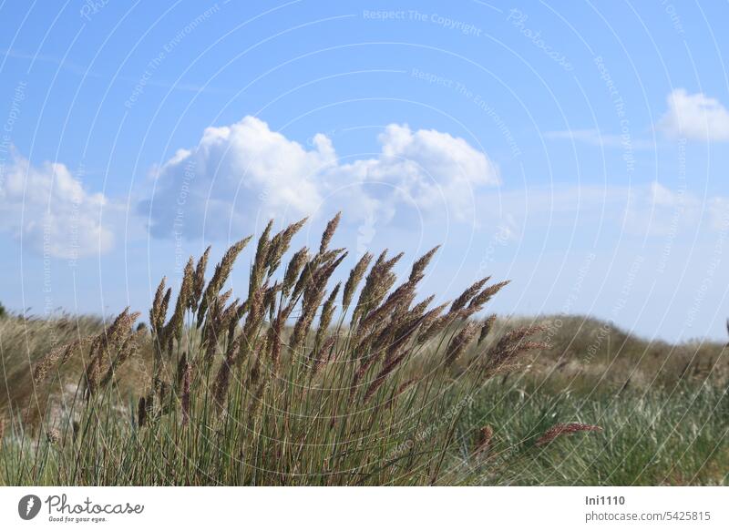 Dünenlandschaft Dueodde Strand Bornholm Natur Landschaft Sand Gras Strandhafer Himmel Wolken schönes Wetter blauer Himmel Baltischer Strandhafer Kreuzung