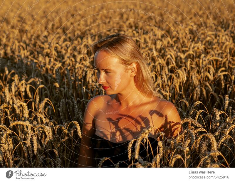 Dieses goldene Weizenfeld ist ein gemütlicher Ort für ein wunderschönes blondes Mädchen. Das Abendlicht im August scheint sanft auf ihr hübsches Gesicht. Die Goldene Stunde passt hervorragend zu diesem majestätischen Porträt.