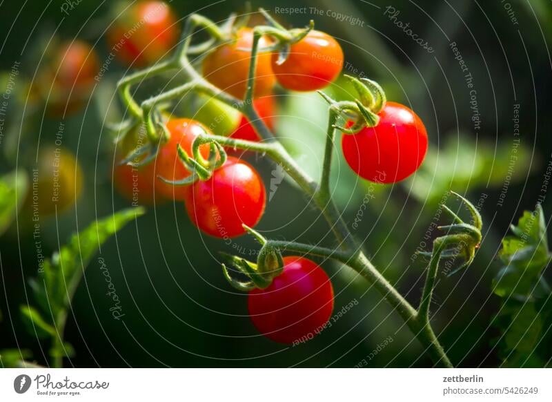 Tomaten im Garten rispe bio ökologisch reifegrad rot erntezeit herbst nachtschattengewächs zweig tomate tiefenschärfe textfreiraum strauch sommer