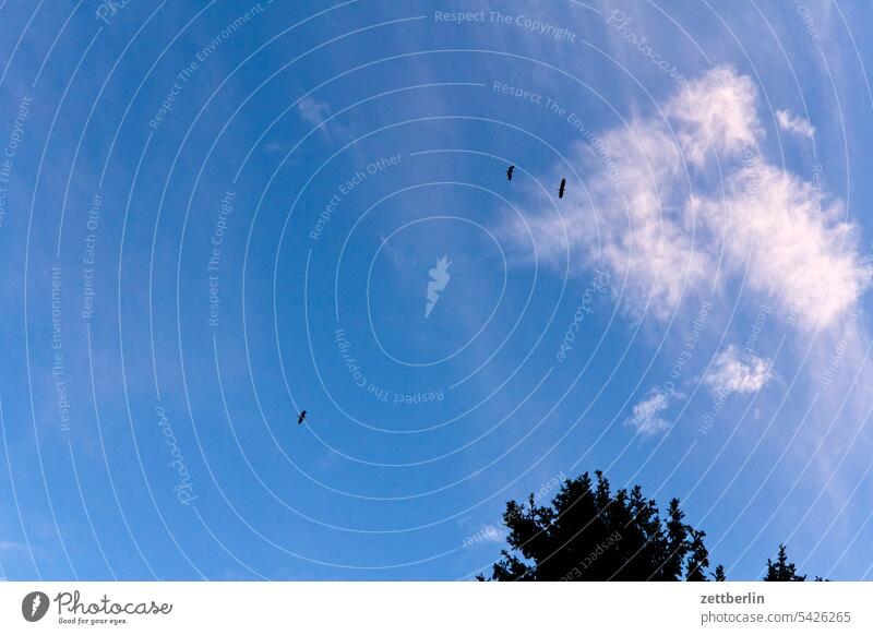 Vögel aus der Froschperspektive wolkenlos schwarm vogel schatten ringeltaube licht himmel blau fliegen froschperspektive wetter graureiher flugreise