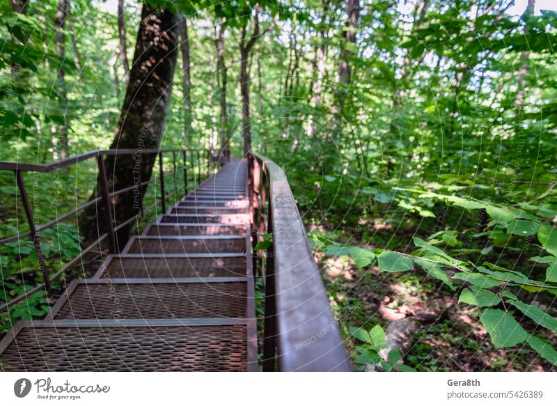 lange treppen im dschungel in thailand Hintergrund Brücke Klima Regie Umwelt Wald gehen Sie grün erhängen wandern Dschungel Landschaft natürlich Natur Niemand